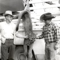 Mountain Lion Killed