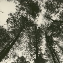Fir Forest Canopy