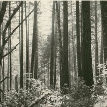 Douglas Fir Forest