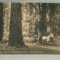 Armstrong Grove, Guerneville