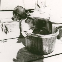 Harvest Festival Pet Parade?