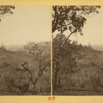 stereograph