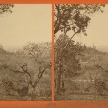 stereograph