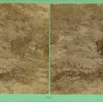 stereograph