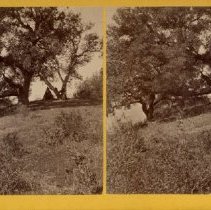 stereograph