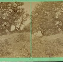 stereograph