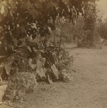 stereograph