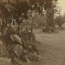 stereograph
