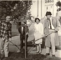 Planting Tree in front of Healdsburg Library