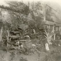 Healdsburg Garden Club Wins First Place for Display at Cloverdale Citrus Fair