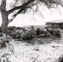 Healdsburg Garden Club 1951 Tour