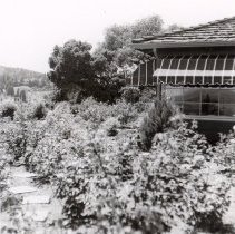 Healdsburg Garden Club 1951 Tour