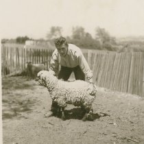 Showing Sheep