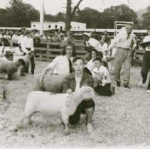 Sheep at Future Farmers Fair