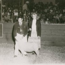 Sheep at Future Farmers Fair