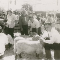 Sheep at Future Farmers Fair