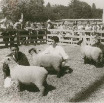 Sheep at Future Farmers Fair