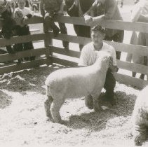 Sheep at Future Farmers Fair