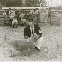 Sheep at Future Farmers Fair