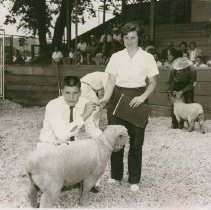 Sheep at Future Farmers Fair