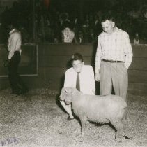 Sheep at Future Farmers Fair
