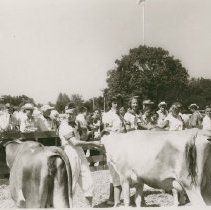 Showing Dairy Cattle