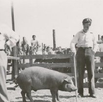 Showing Swine at Fair
