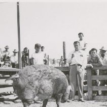 Showing Swine at Fair