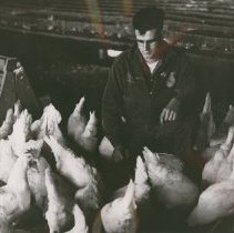 Adrian Sodini with Flock of Chickens