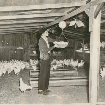FFA Member with Flock of Chickens