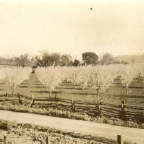 Prune Orchard on West Dry Creek Rd.