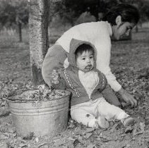 Mary Rea and Son Picking Prunes