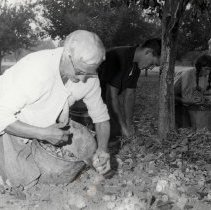 Marie Bello Picking Prunes