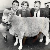 First Polled Dorset Ram in America