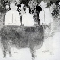 Twin Valley Ranch Angus Champion