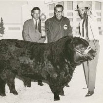 Jr Grand Champion Bull