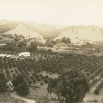 Prune Orchards