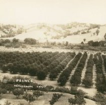 Prune Orchards