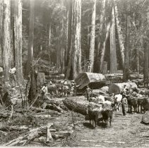 Heald and Guerne Loggers and Teams