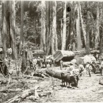 Heald and Guerne Loggers and Teams