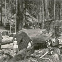 Log Cut for Heald and Guerne Sawmill