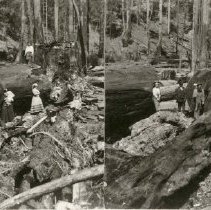 Heald and Guerne Log