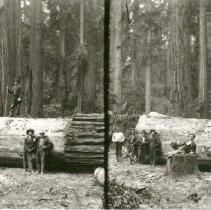 Large Redwood Log at Korbel's Mill