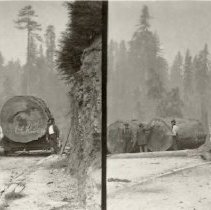 Large Redwood Log at Korbel's Mill