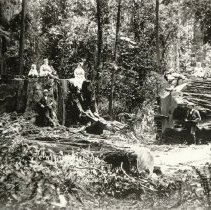 Log and Stump at Korbel's Mill