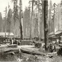 Murphy Bros. Sawmill