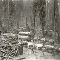 Loggers and Teams on Willett's, Guerneville