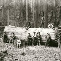 Large Redwood Log at Korbel's Mill