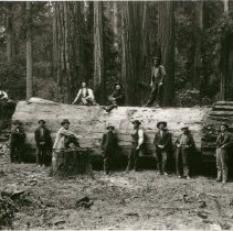 Large Redwood Log at Korbel's Mill