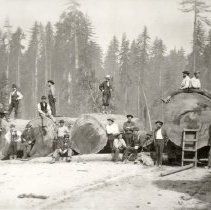 Large Redwood Log at Korbel's Mill